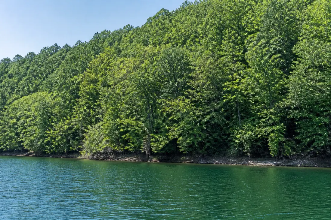An undeveloped wooded waterfront lot on a TVA reservoir with no dock