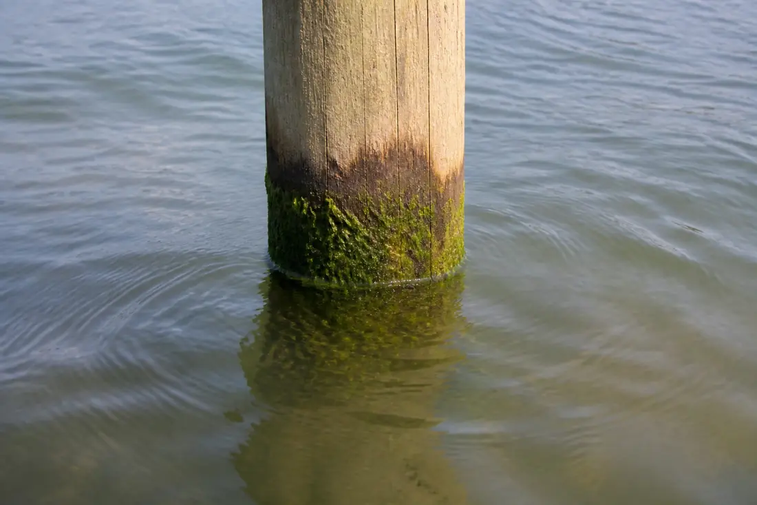 A piling at the waterline where the wood meets the lake surface